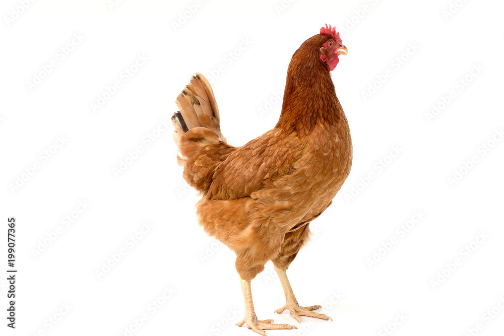 Fototapeta premium brown hen walking isolated on white, studio shot,chicken