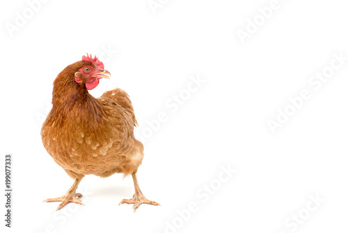 brown hen walking isolated on white, studio shot,chicken