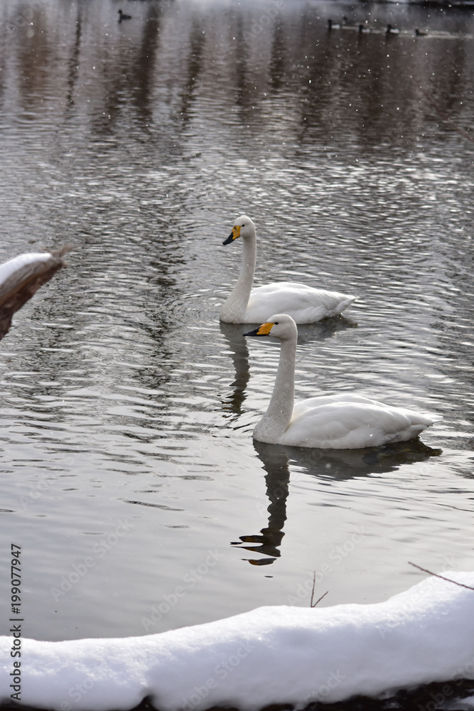 Obraz premium 静かな川の白鳥