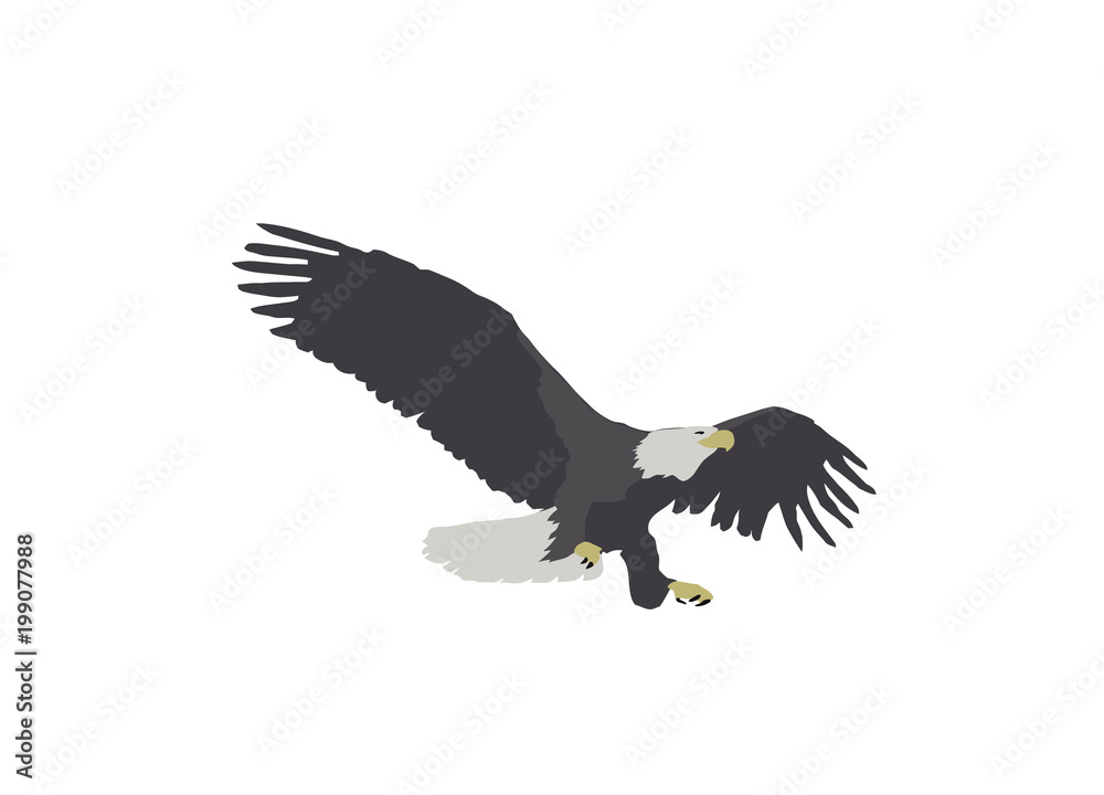 Obraz premium Bald Eagle Landing Illustration