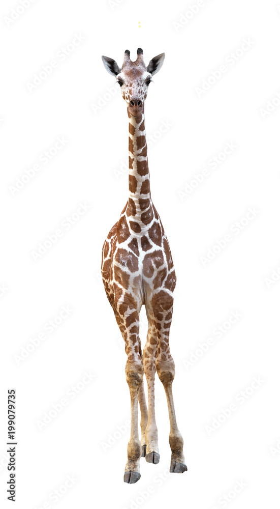 young giraffe isolated