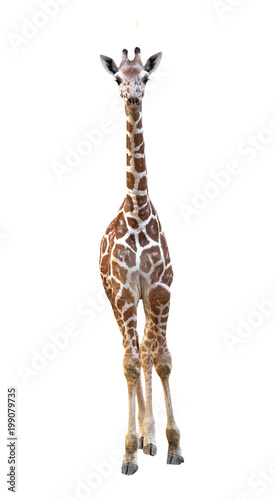 young giraffe isolated