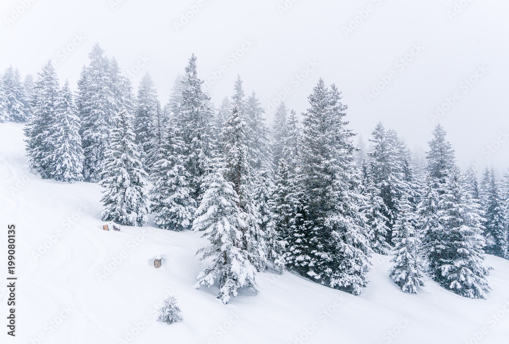 abstract background of snow covered trees in deep winter