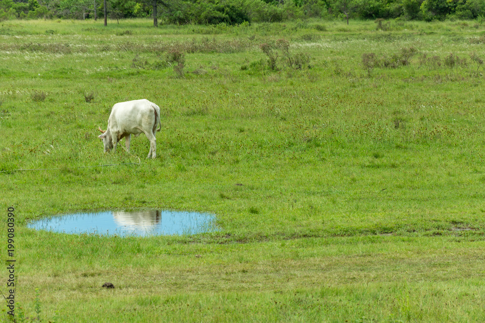 White cow grazing and its reflection on a water puddle White cow grazing and its reflection on a water puddle