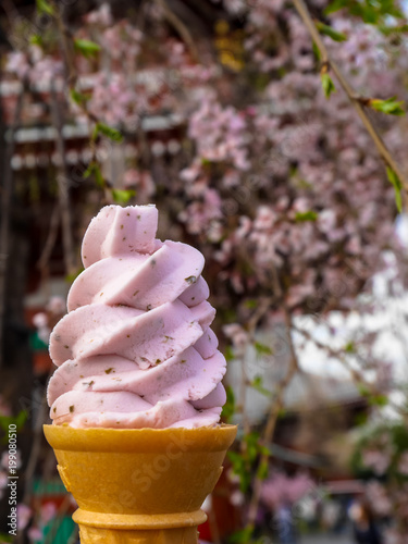Enjoying delicious sweet pink sakura japanese ice cream soft serve cone under cherry blossom tree branches background, selective focus