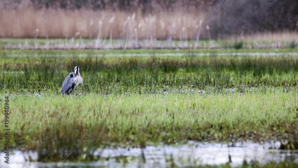 This heron is waiting for an snack in the meadow
This heron is waiting for an snack in the meadow