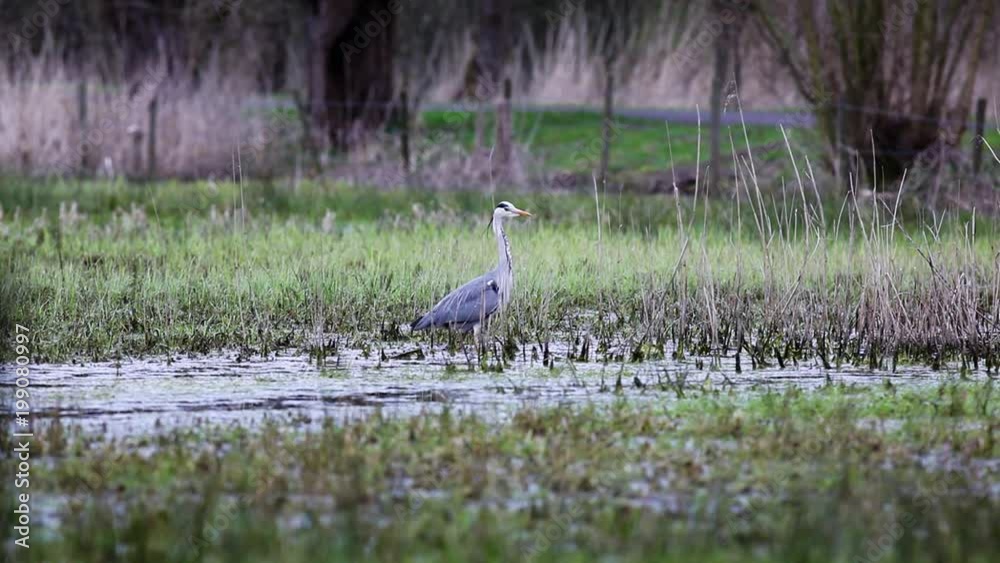 This heron is waiting for an snack in the meadow
This heron is waiting for an snack in the meadow