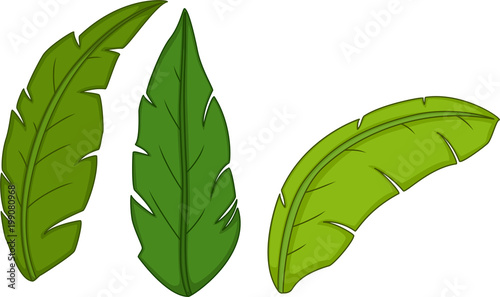 cute tropical leaf cartoon