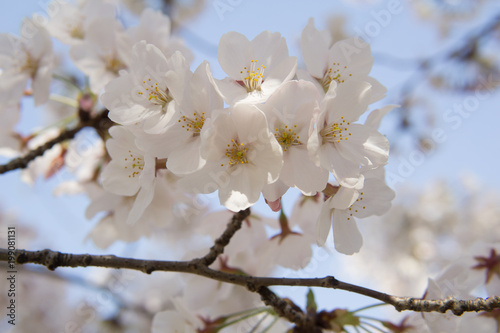 Kirschblüte in Japan