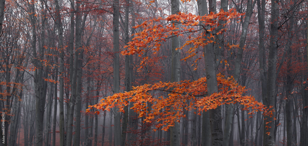 Detail of tree and red leaves in foggy forest during autumn