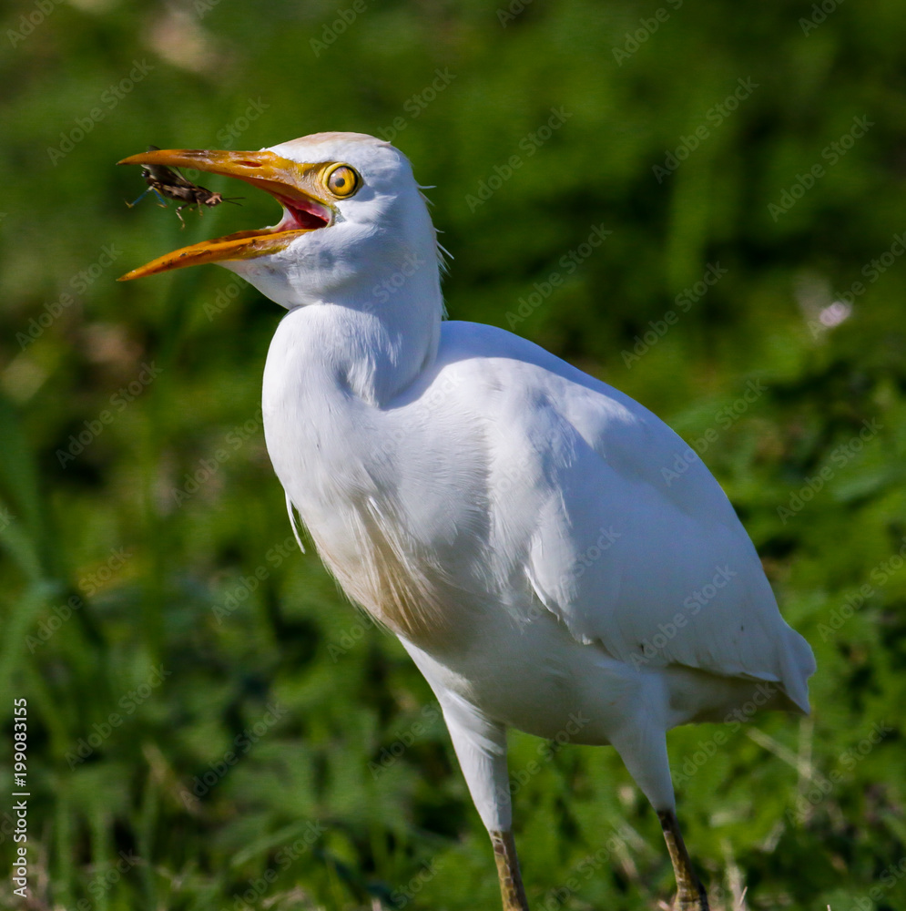 Obraz premium Cattle Egret