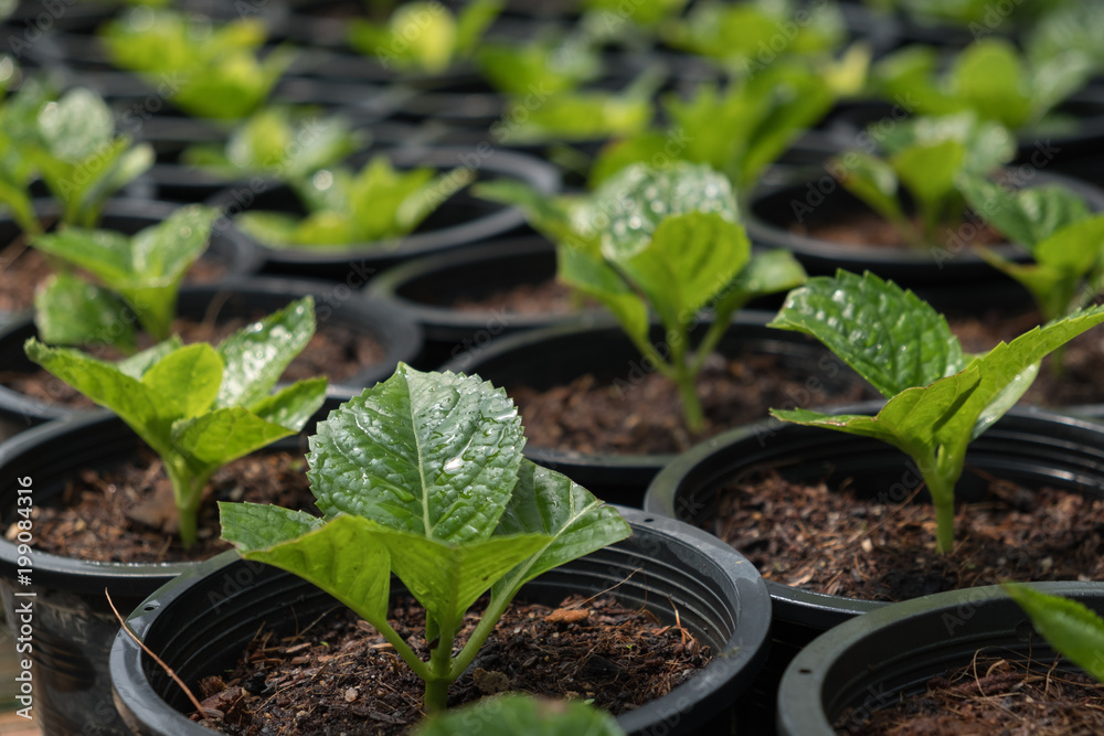 plant pot plant pot