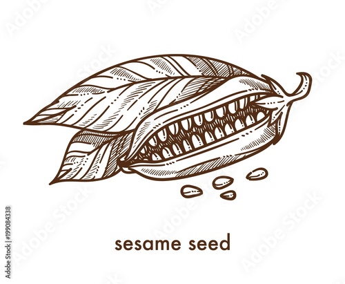 Sesame seeds from ripe plant and leaves monochrome sketch