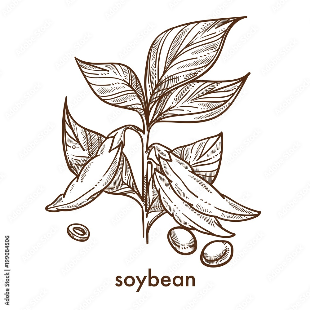 How to draw Soya Bean - YouTube