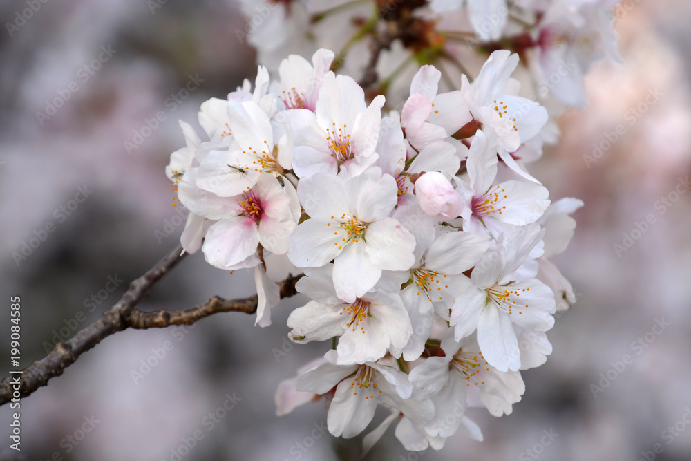 Cherry Blossoms; Sakura