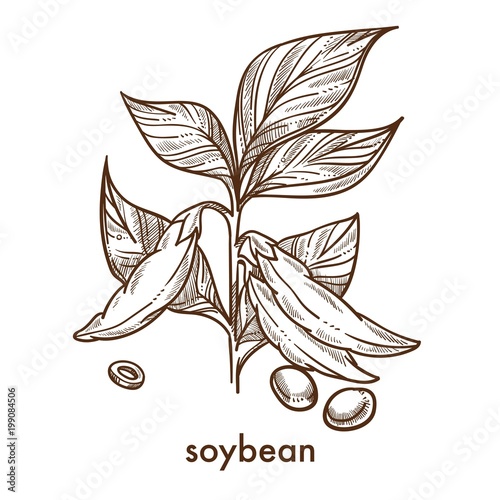Soybean garains on plant with leaves monochrome sketch