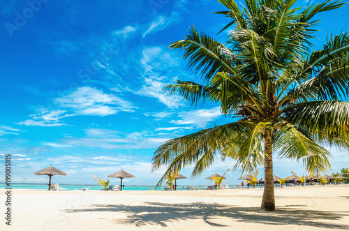 Palm tree on the sandy beach with palm tree umbrella © A.Jedynak