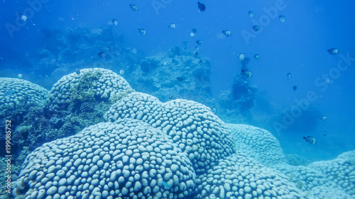 underwater world of the South China Sea