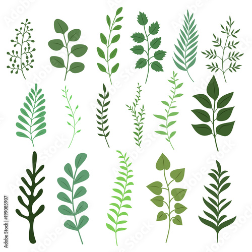 Plant branch with green garden leaves vector set