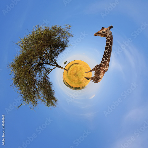 360 degree view of Landscape with tree and giraffe in Africa