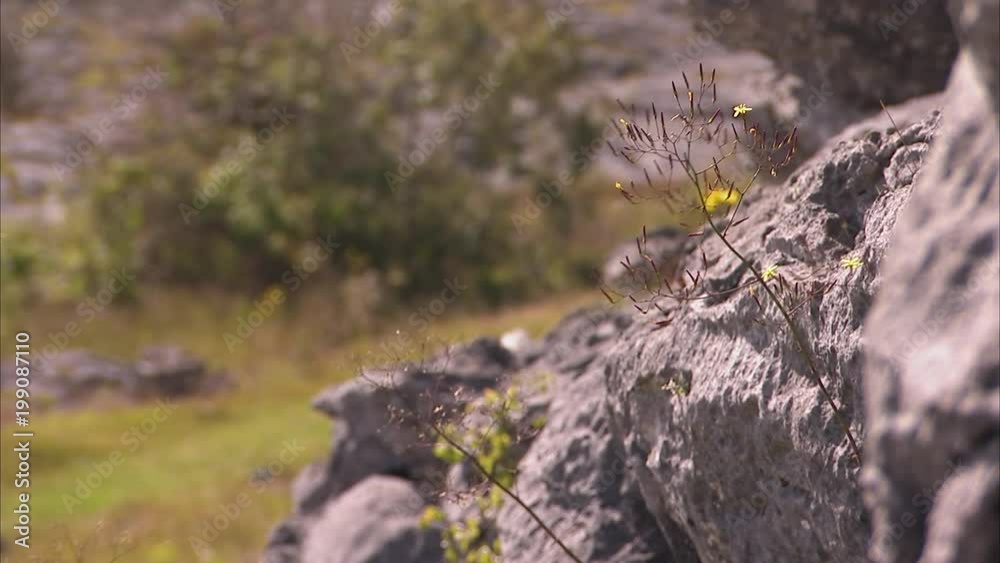 A steady shot of growing flowers on a rock. A steady shot of growing flowers on a rock.