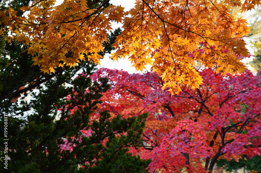 Japanese autumn leaves