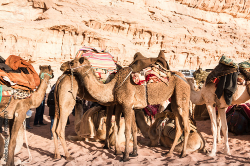 Camel in desert in a day © keleny