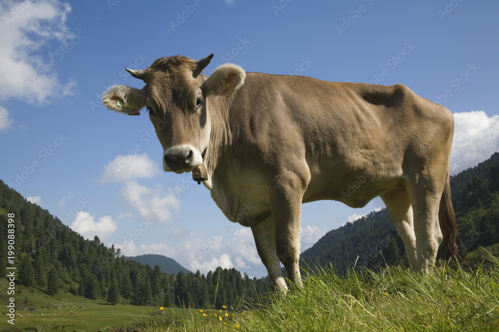 Kuh auf einer Almwiese in den Stubaier Alpen Kuh auf einer Almwiese in den Stubaier Alpen