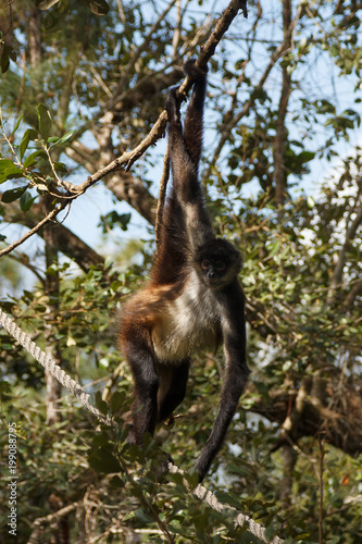 Spider monkey in Belize forest