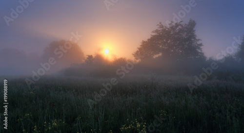 Misty morning scene