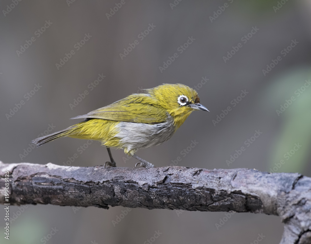 Oriental white-eye after taking bath Oriental white-eye after taking bath