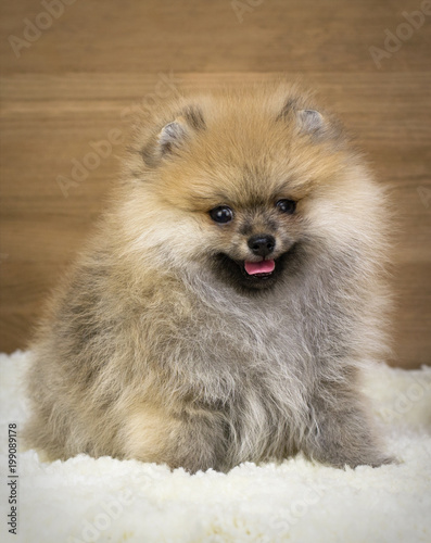 Beautiful puppy close up. Pomeranian.
