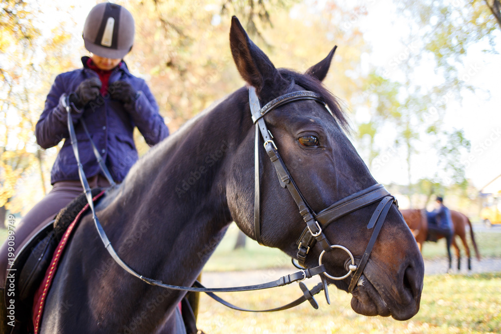 Close up portrait of bay horse with rider girl at sunny park