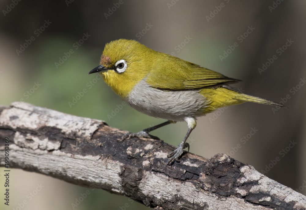 Fototapeta premium Oriental white-eye