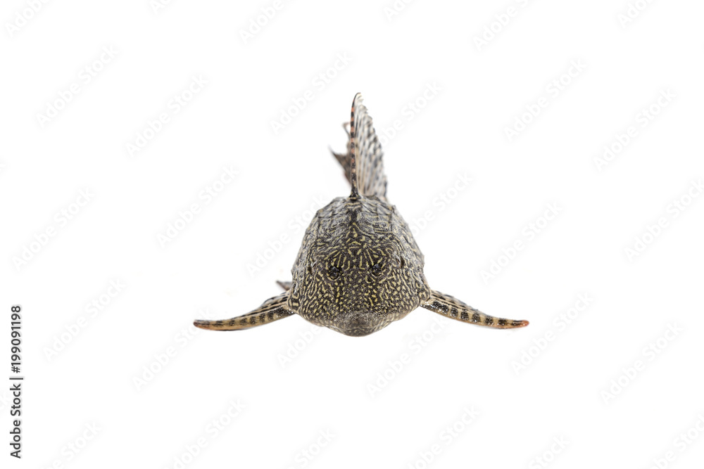 Fototapeta premium Fish Hypostomus plecostomus isolated on white