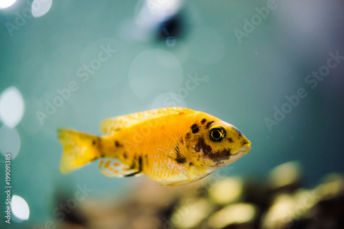 Msobo Magunga fish of yellow color with black spots floats in aquarium. Metriaclima in fish tank. Cichlids, mbuna. photo