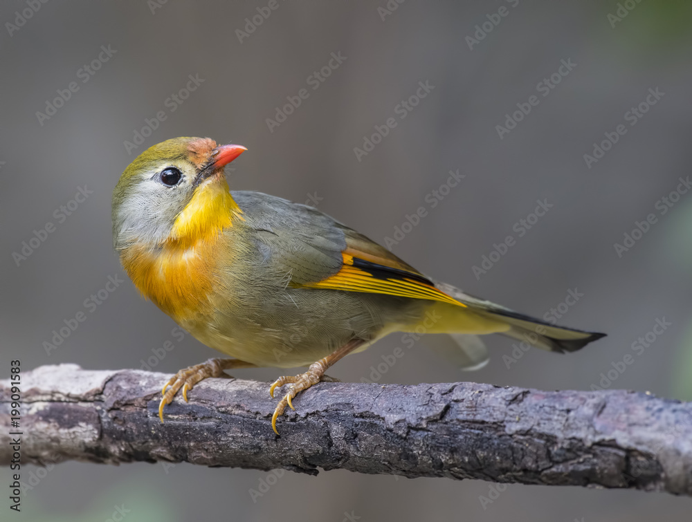 Red-billed leiothrix Red-billed leiothrix
