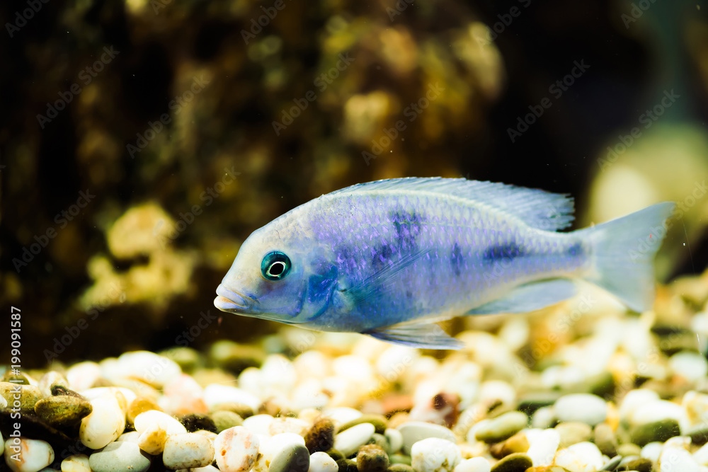 Obraz premium Sciaenochromis Fryeri fish of blue color with black spots floats in aquarium. Mbuna in fish tank. Cichlids.