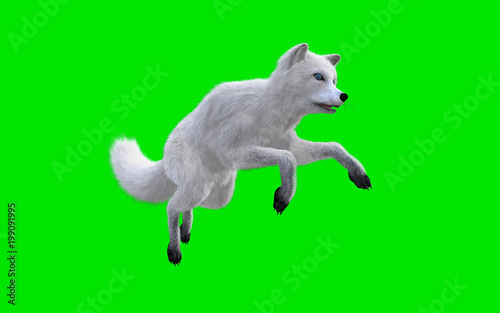 3d Illustration White Fox Isolate on Green Background  Blue Eyes Arctic Fox  
