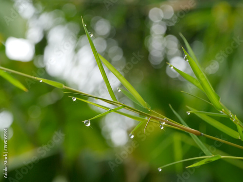 Bamboo leaves with drop dew