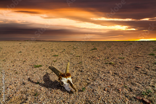 Skull of roe deer on stony ground in the desert photo