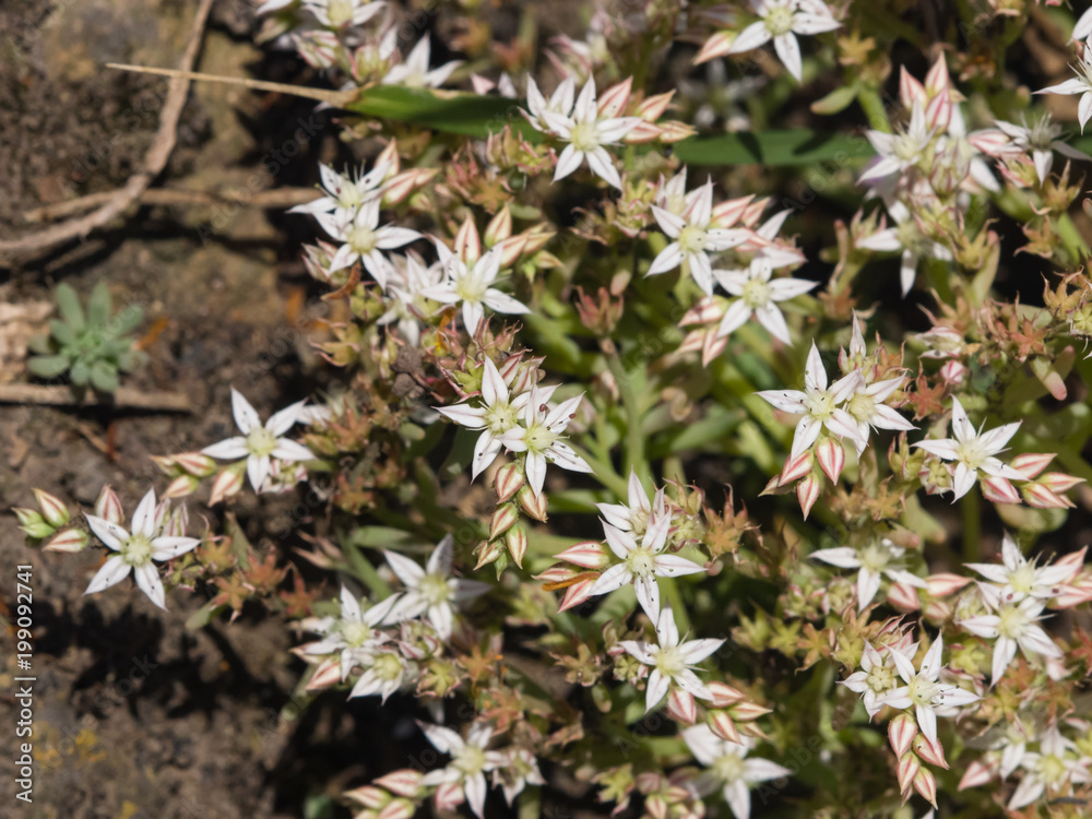 Blooming Spanish Stonecrop Sedum hispanicum on rocks with small white flowers macro, selective focus, shallow DOF Blooming Spanish Stonecrop Sedum hispanicum on rocks with small white flowers macro, selective focus, shallow DOF