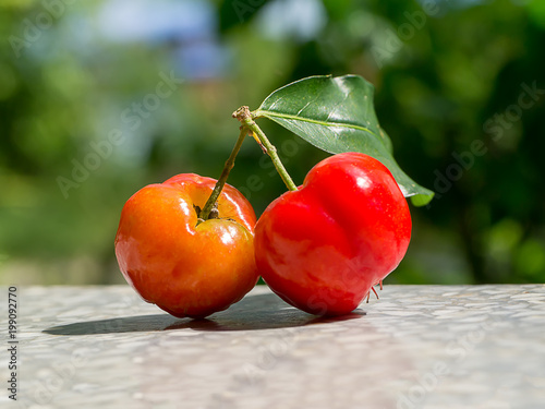 Close up red Acerola Cherry. photo