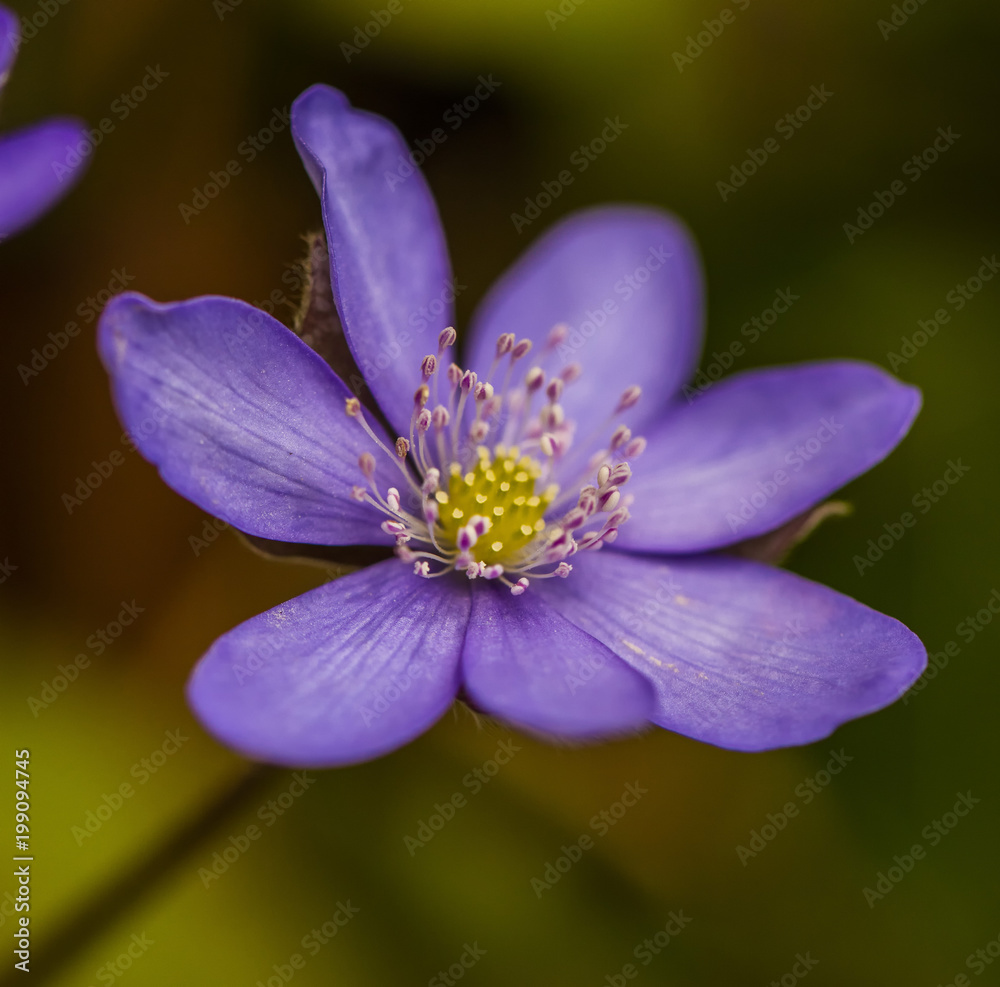 blue spring flower close up blue spring flower close up