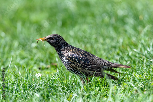 Starling(Sturnus vulgaris) sitting on the grass