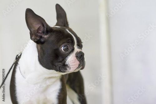 Fototapeta Naklejka Na Ścianę i Meble -  French Bulldog Close-up