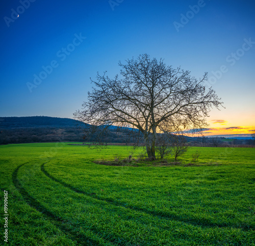 Lonely tree on a green field in the sunset winter time