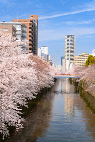 目黒川の桜