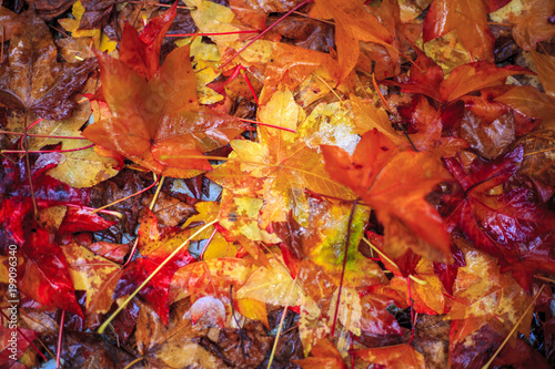 Colorful background of autumn leaves on a lawn
