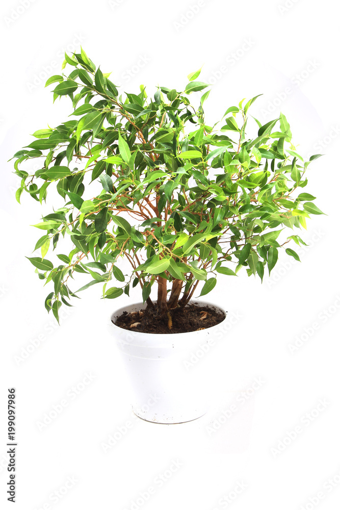 benjamina ficus plant isolated benjamina ficus plant isolated